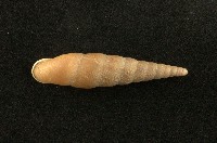 藏品(日本煙管蝸牛)的圖片